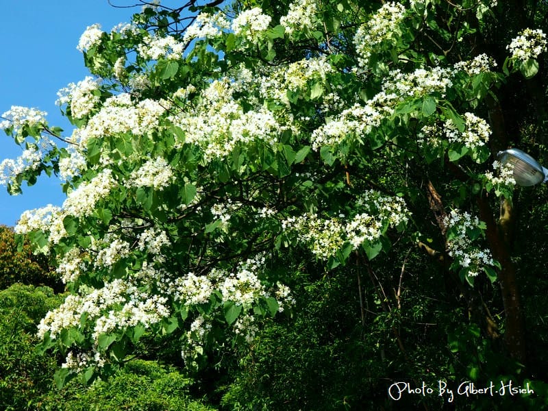 楓樹村．桃園龜山油桐花（遇見鄉間小路的油桐花）