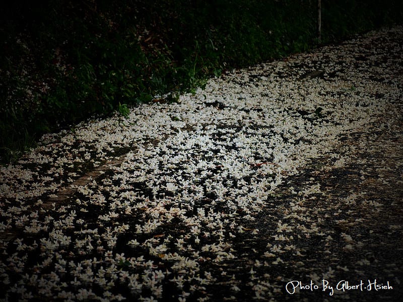 楓樹村．桃園龜山油桐花（遇見鄉間小路的油桐花）