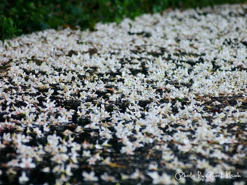 楓樹村．桃園龜山油桐花（遇見鄉間小路的油桐花）
