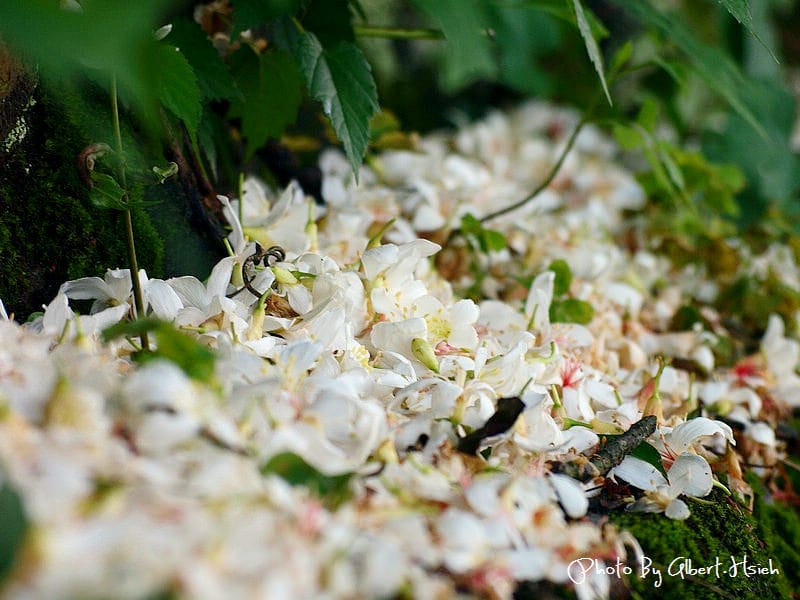 楓樹村．桃園龜山油桐花（遇見鄉間小路的油桐花）