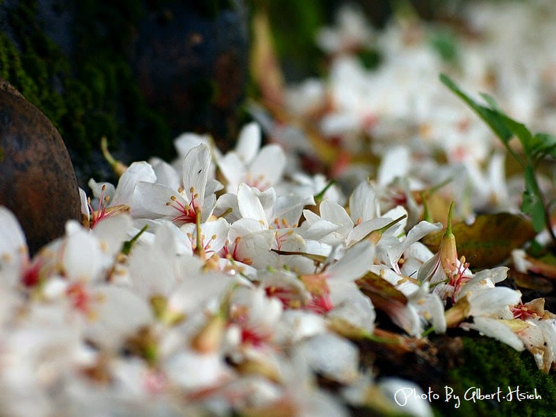 楓樹村．桃園龜山油桐花（遇見鄉間小路的油桐花）