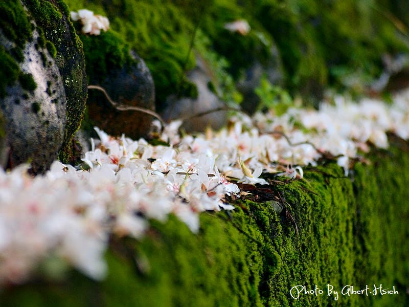 楓樹村．桃園龜山油桐花（遇見鄉間小路的油桐花）