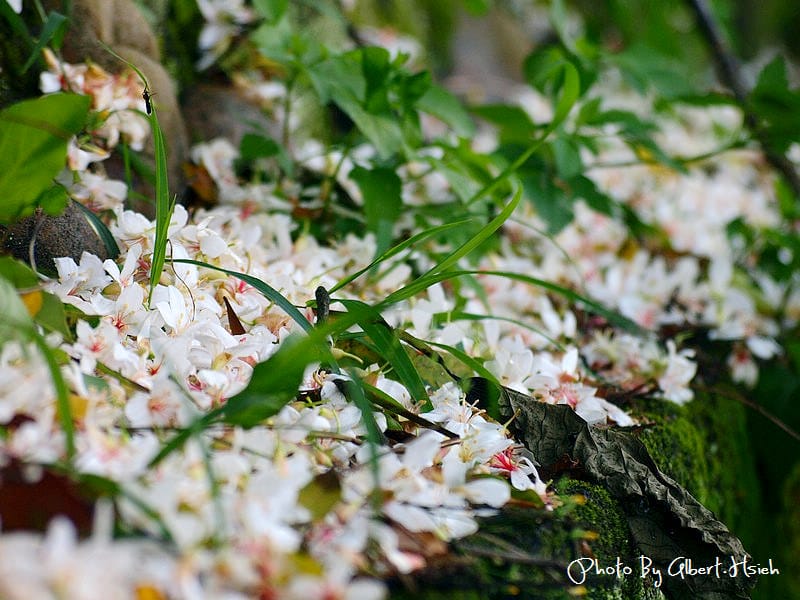 楓樹村．桃園龜山油桐花（遇見鄉間小路的油桐花）