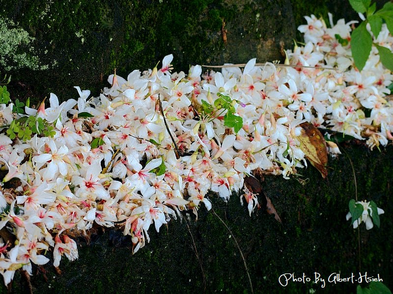 楓樹村．桃園龜山油桐花（遇見鄉間小路的油桐花）