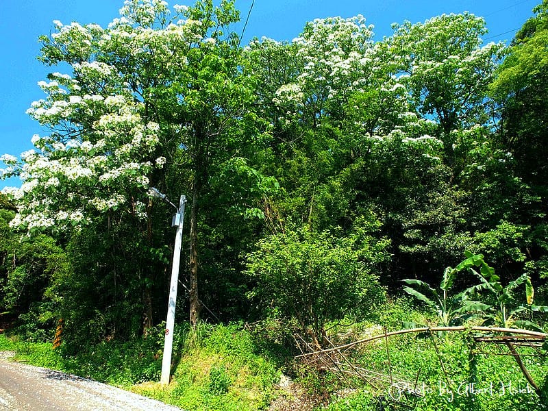 楓樹村．桃園龜山油桐花（遇見鄉間小路的油桐花）