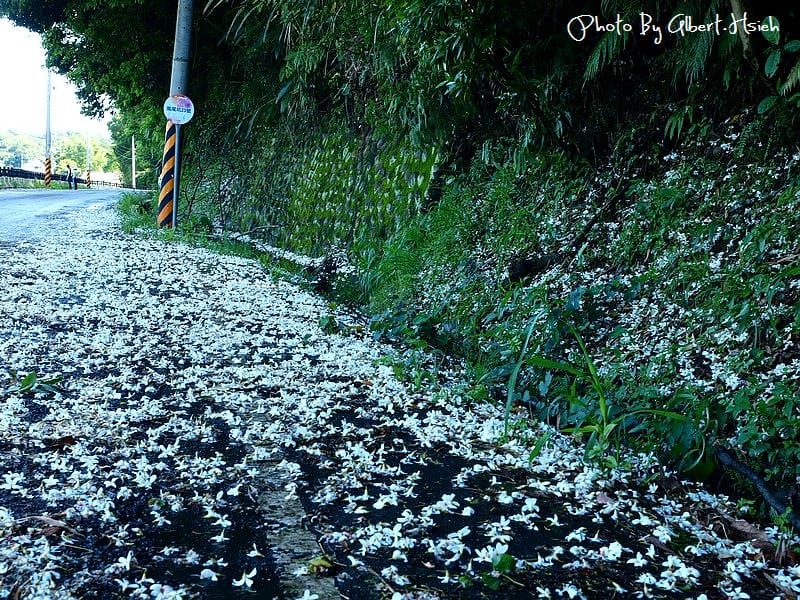 楓樹村．桃園龜山油桐花（遇見鄉間小路的油桐花）