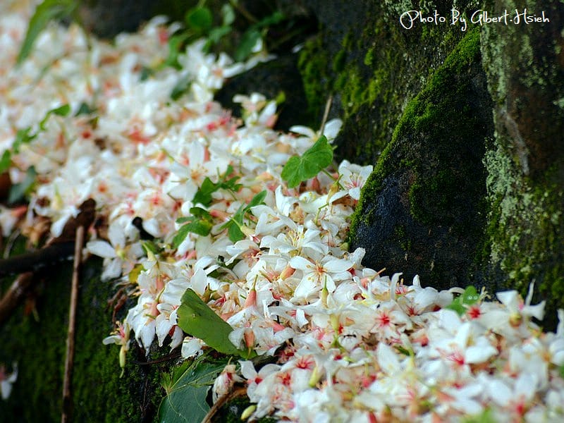 楓樹村．桃園龜山油桐花（遇見鄉間小路的油桐花）