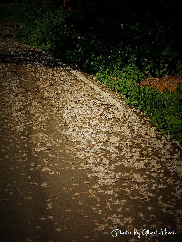 楓樹村．桃園龜山油桐花（遇見鄉間小路的油桐花）
