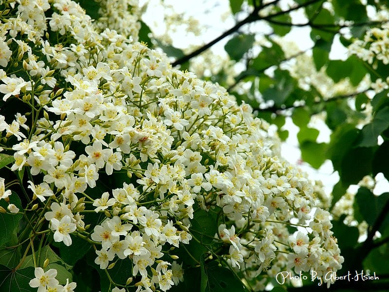 民有路．桃園龍潭油桐花（美麗的油桐花大道）