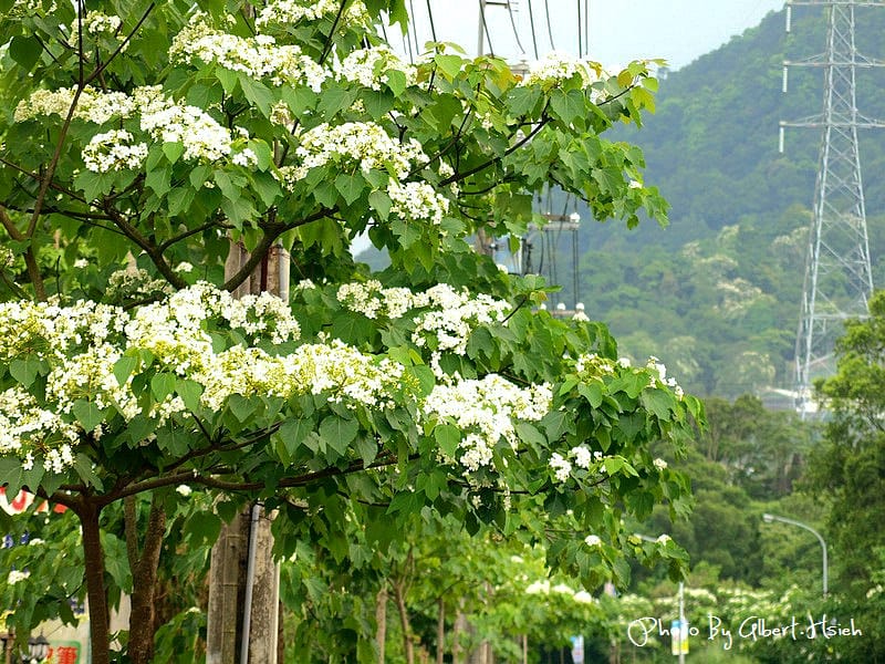 民有路．桃園龍潭油桐花（美麗的油桐花大道）