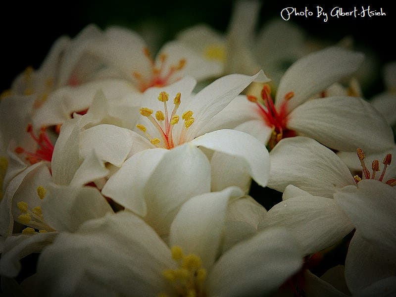 民有路．桃園龍潭油桐花（美麗的油桐花大道）