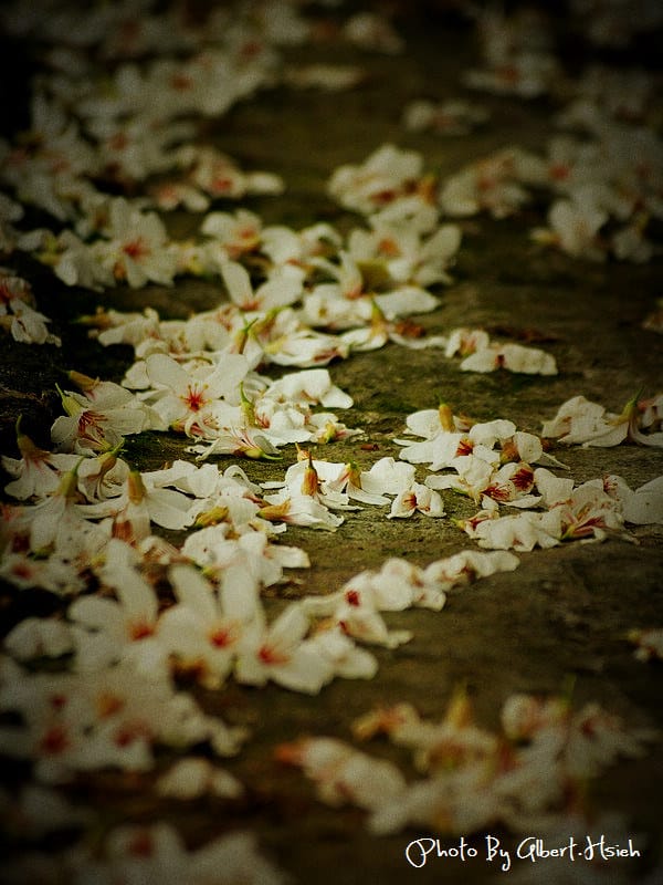 民有路．桃園龍潭油桐花（美麗的油桐花大道）