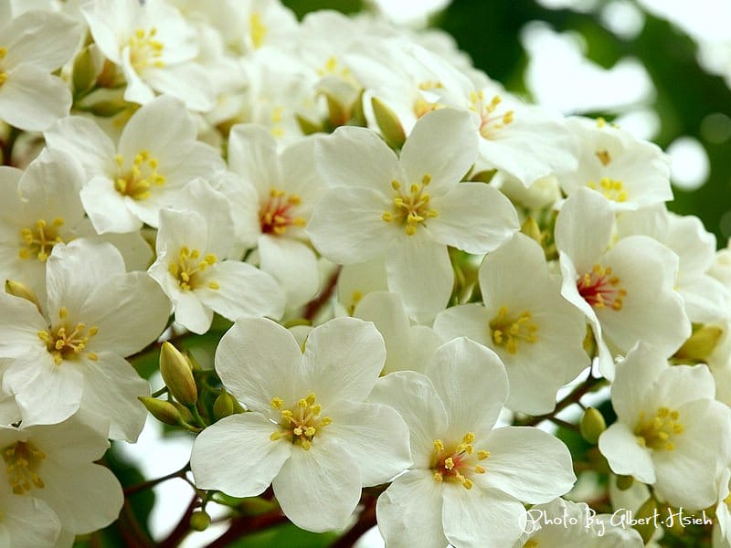 民有路．桃園龍潭油桐花（美麗的油桐花大道）