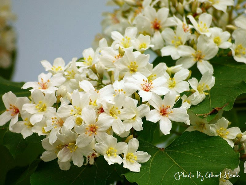民有路．桃園龍潭油桐花（美麗的油桐花大道）