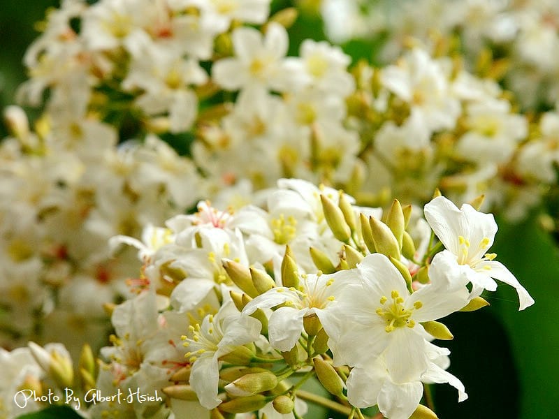 民有路．桃園龍潭油桐花（美麗的油桐花大道）