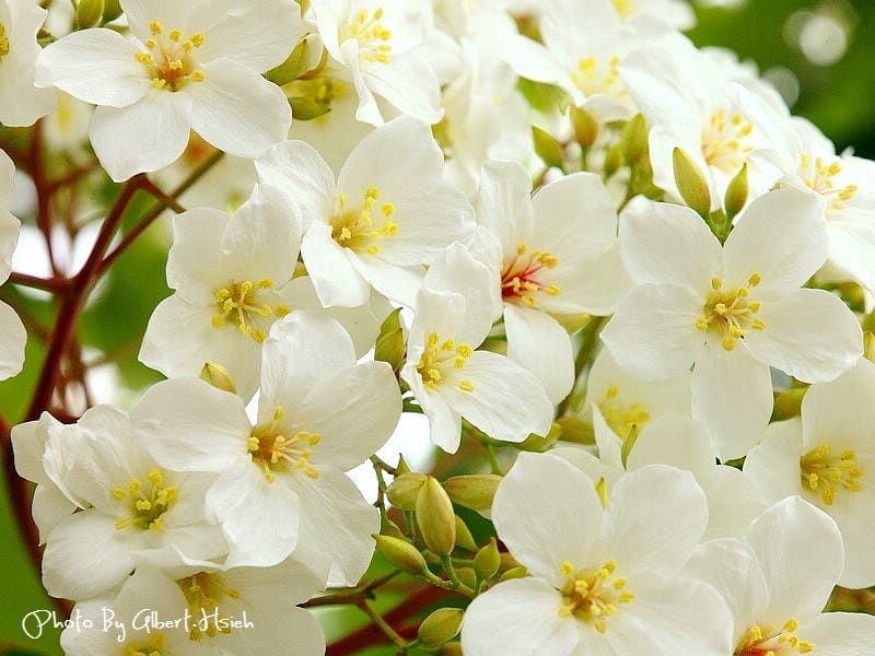 民有路．桃園龍潭油桐花（美麗的油桐花大道）