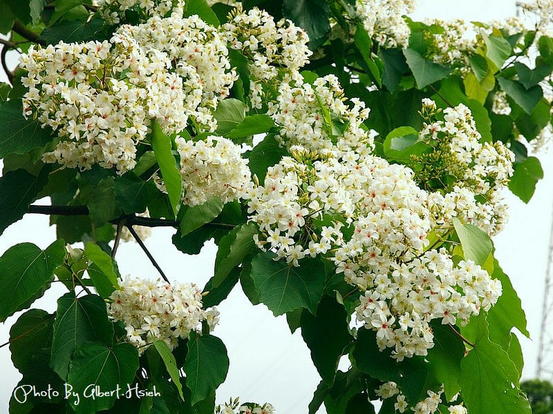 民有路．桃園龍潭油桐花（美麗的油桐花大道）