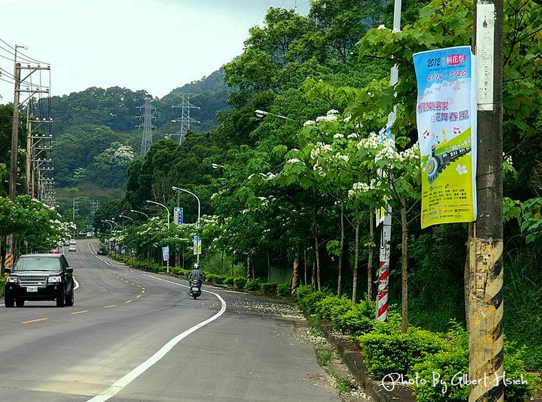 民有路．桃園龍潭油桐花（美麗的油桐花大道）