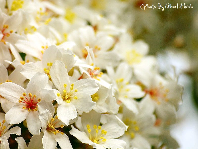 民有路．桃園龍潭油桐花（美麗的油桐花大道）