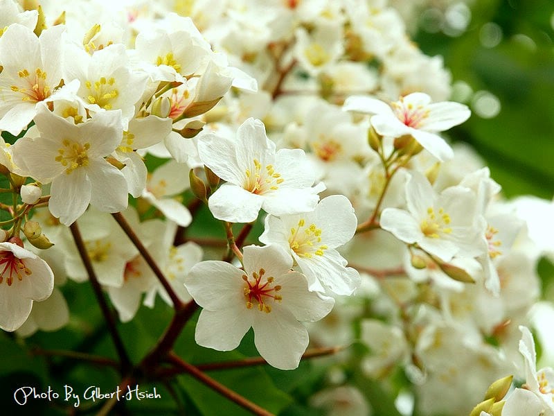 民有路．桃園龍潭油桐花（美麗的油桐花大道）