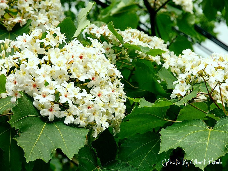 民有路．桃園龍潭油桐花（美麗的油桐花大道）