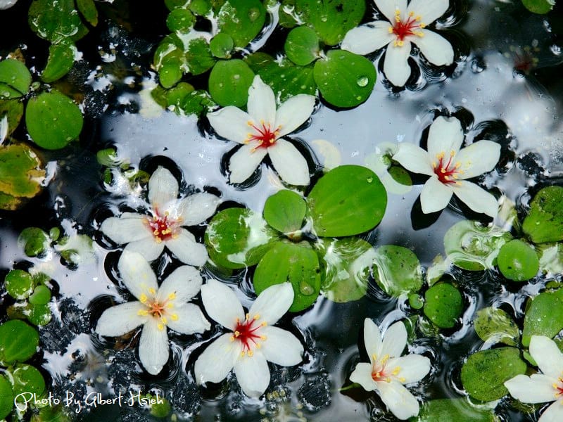 【油桐花】苗栗頭屋．薰衣草森林（在薰衣草森林中遇見油桐花）