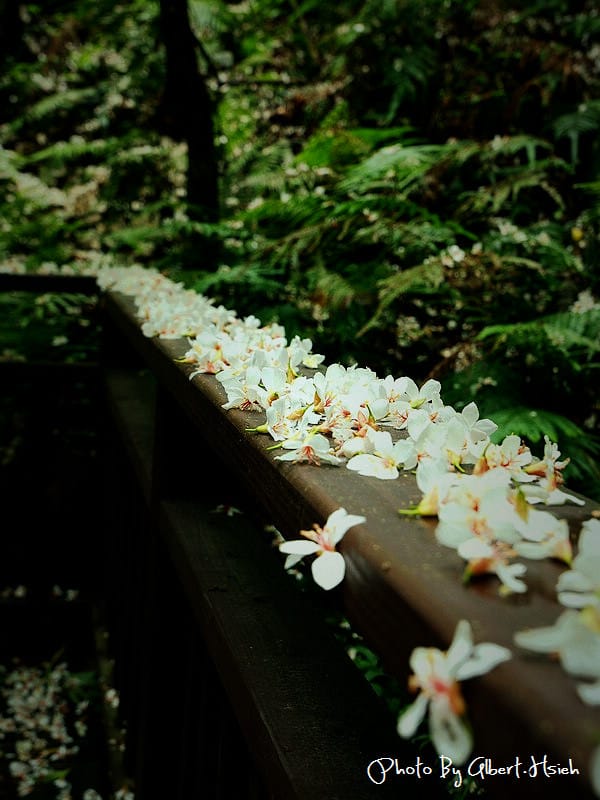 【油桐花】苗栗頭屋．薰衣草森林（在薰衣草森林中遇見油桐花）
