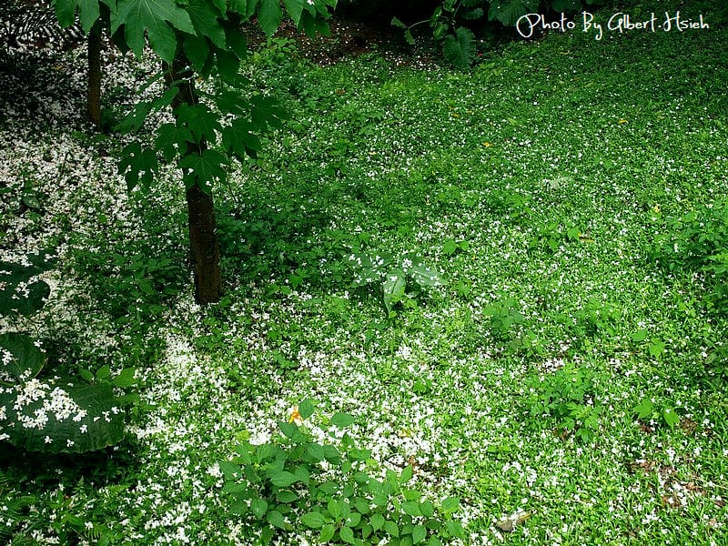 【油桐花】苗栗頭屋．薰衣草森林（在薰衣草森林中遇見油桐花）