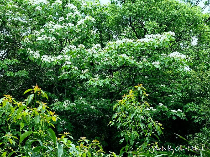 【油桐花】苗栗頭屋．薰衣草森林（在薰衣草森林中遇見油桐花）