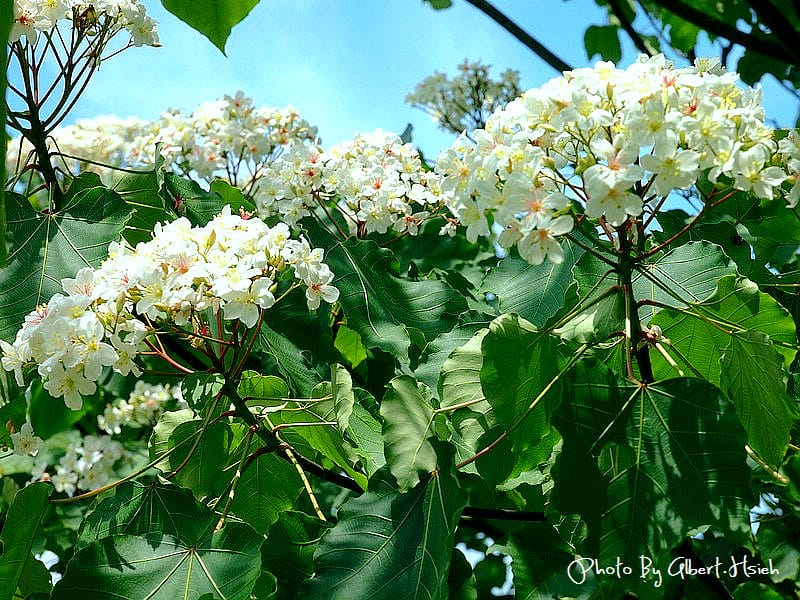 【油桐花】苗栗頭屋．薰衣草森林（在薰衣草森林中遇見油桐花）