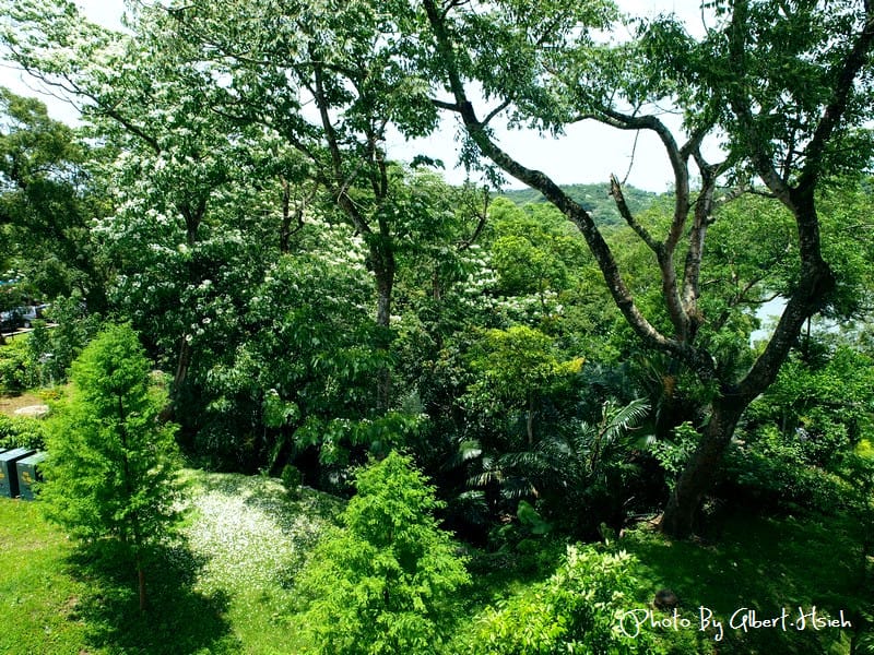 【油桐花】苗栗頭屋．薰衣草森林（在薰衣草森林中遇見油桐花）