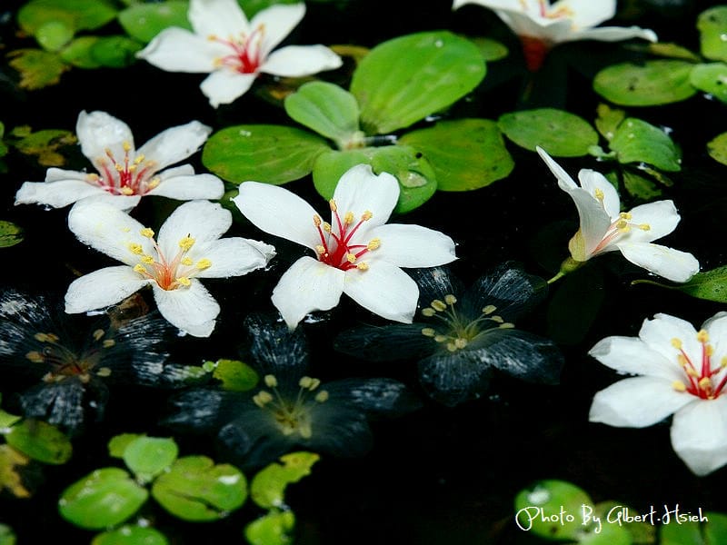 【油桐花】苗栗頭屋．薰衣草森林（在薰衣草森林中遇見油桐花）