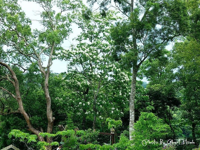 【油桐花】苗栗頭屋．薰衣草森林（在薰衣草森林中遇見油桐花）