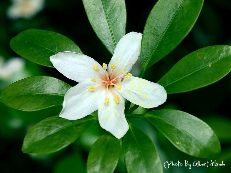 【油桐花】苗栗頭屋．薰衣草森林（在薰衣草森林中遇見油桐花）