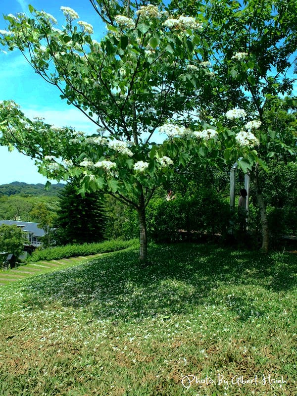 【油桐花】苗栗頭屋．薰衣草森林（在薰衣草森林中遇見油桐花）