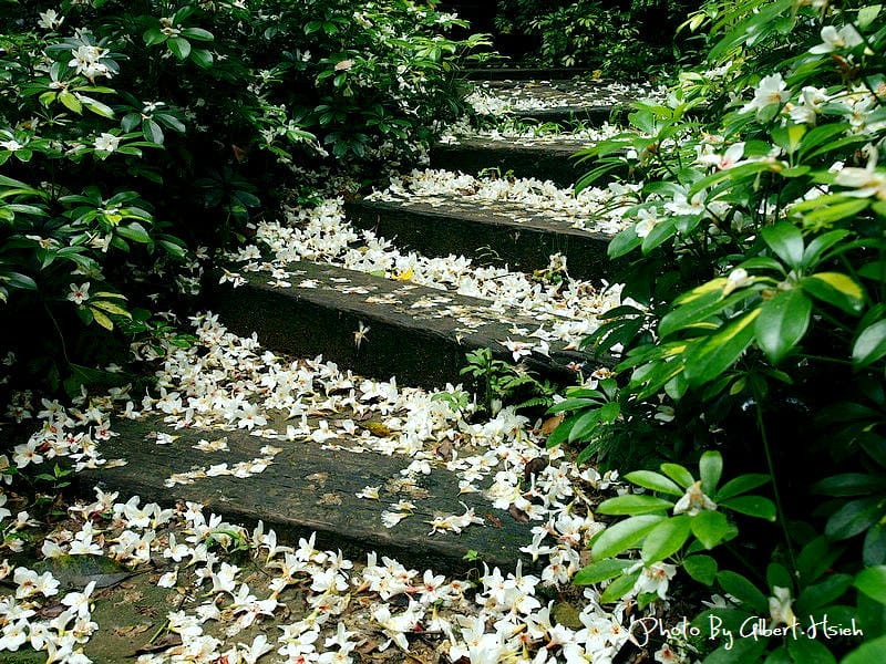 【油桐花】苗栗頭屋．薰衣草森林（在薰衣草森林中遇見油桐花）