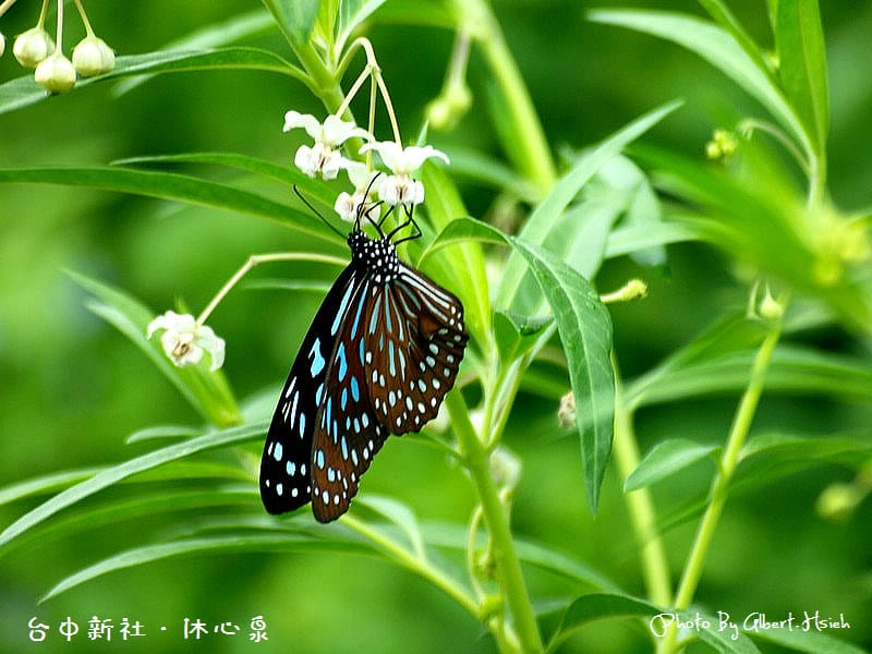 【金針花】台中新社.沐心泉(中部也可以賞金針花) - 第18張圖 【金針花】台中新社.沐心泉(中部也可以賞金針花)