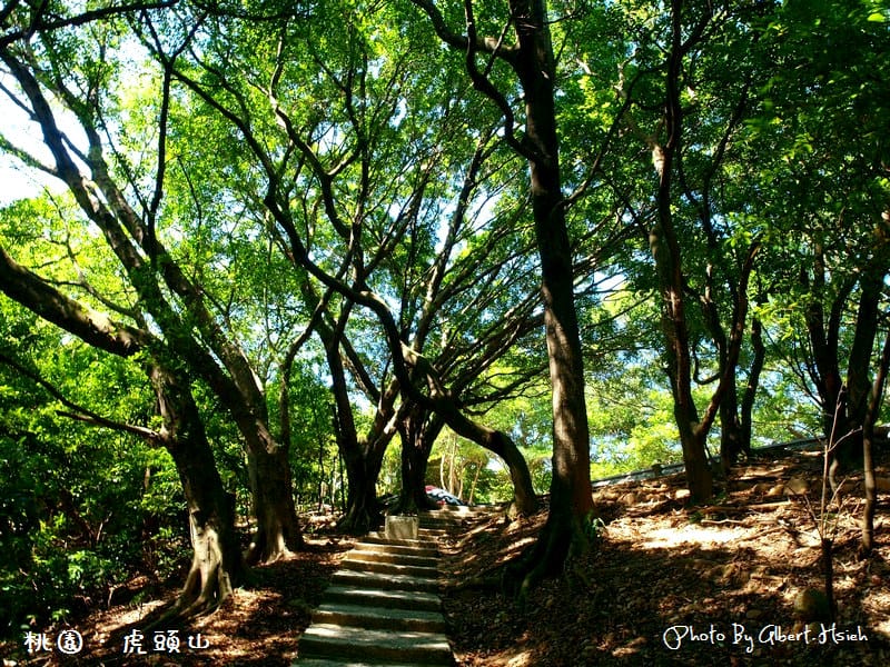 【爬山】桃園市.虎頭山公園(午後放輕鬆) - 第12張圖 【爬山】桃園市.虎頭山公園(午後放輕鬆)