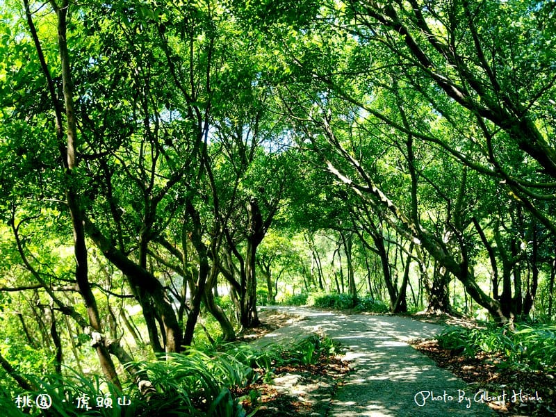 【爬山】桃園市.虎頭山公園(午後放輕鬆) - 第2張圖 【爬山】桃園市.虎頭山公園(午後放輕鬆)
