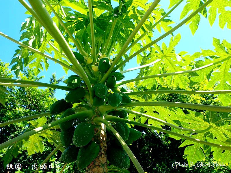 【爬山】桃園市.虎頭山公園(午後放輕鬆) - 第7張圖 【爬山】桃園市.虎頭山公園(午後放輕鬆)