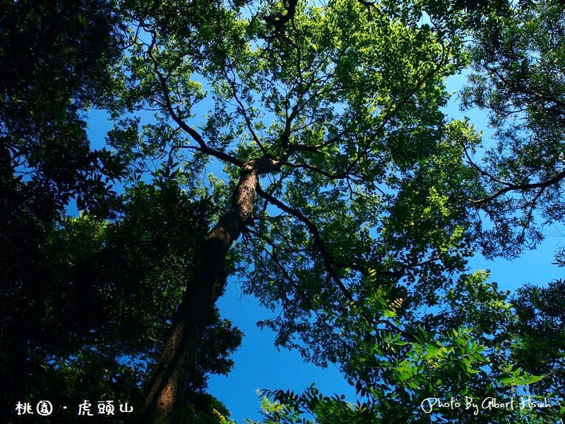 【爬山】桃園市.虎頭山公園(午後放輕鬆) - 第9張圖 【爬山】桃園市.虎頭山公園(午後放輕鬆)