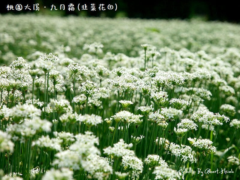 【韭菜花】桃園大溪．九月霜（壯觀的雪白花海）