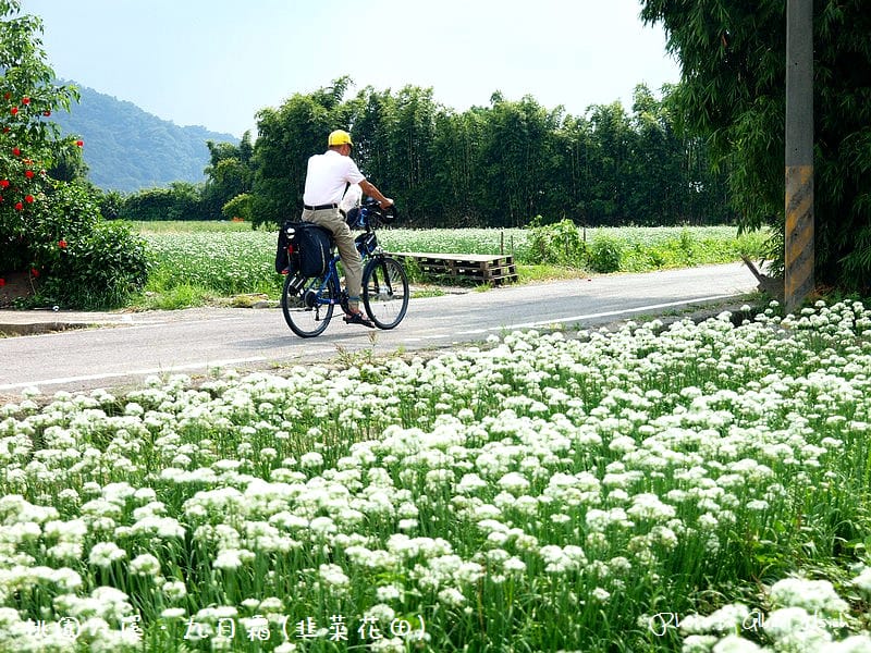 【韭菜花】桃園大溪．九月霜（壯觀的雪白花海）