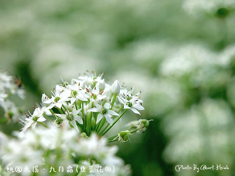【韭菜花】桃園大溪．九月霜（壯觀的雪白花海）