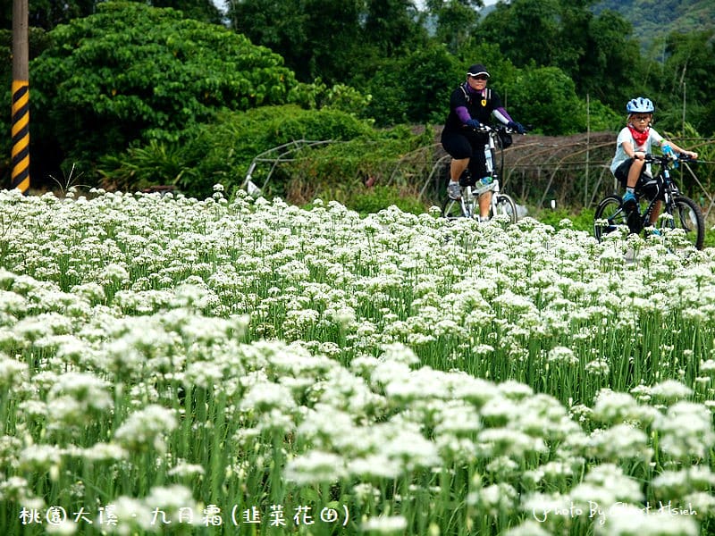 【韭菜花】桃園大溪．九月霜（壯觀的雪白花海）