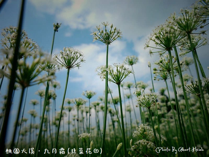 【韭菜花】桃園大溪．九月霜（壯觀的雪白花海）