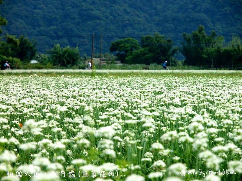 【韭菜花】桃園大溪．九月霜（壯觀的雪白花海）