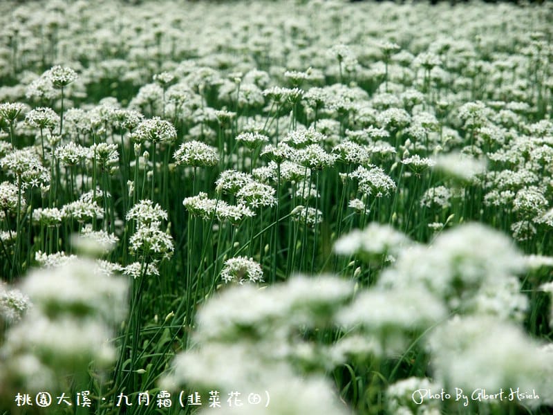 【韭菜花】桃園大溪．九月霜（壯觀的雪白花海）