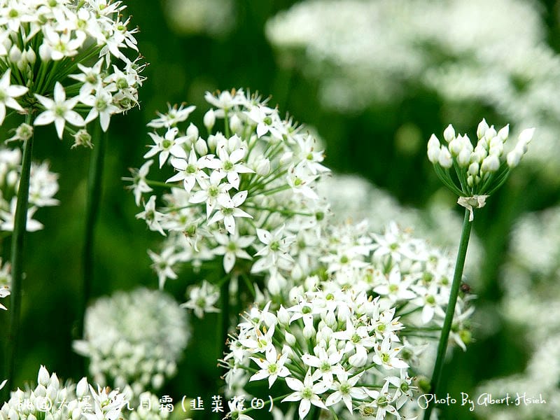 【韭菜花】桃園大溪．九月霜（壯觀的雪白花海）