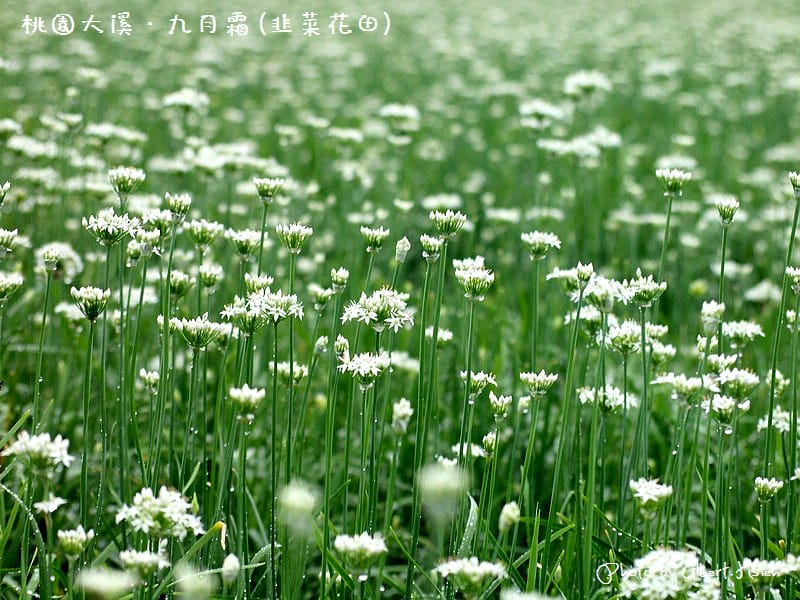 【韭菜花】桃園大溪．九月霜（壯觀的雪白花海）
